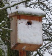 NistkastenWinterKlein